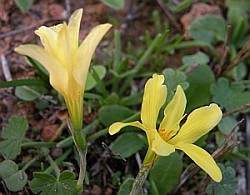 N. cavanillesii x N. serotinus © Teresa Farino
